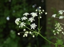 a flower