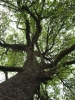 the pear tree