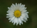 another flower