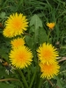 more flowers